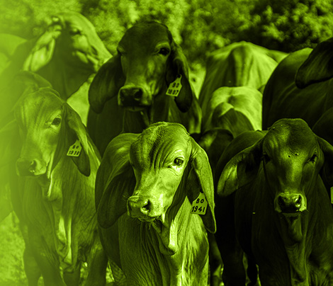Hato, vacas, ganado Hato, vacas, ganado