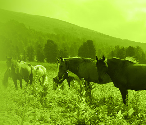 Medicina equina. Campo con caballos.