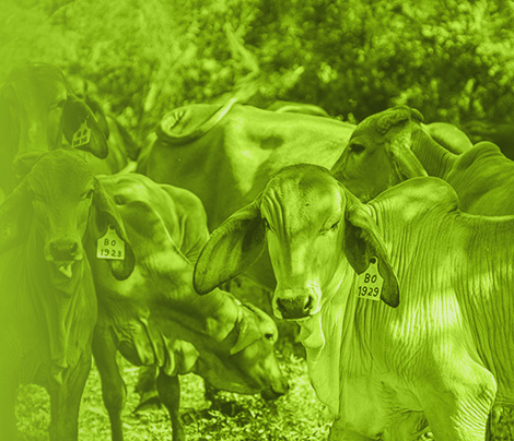 Hato, vacas, ganado, medicina veterinaria