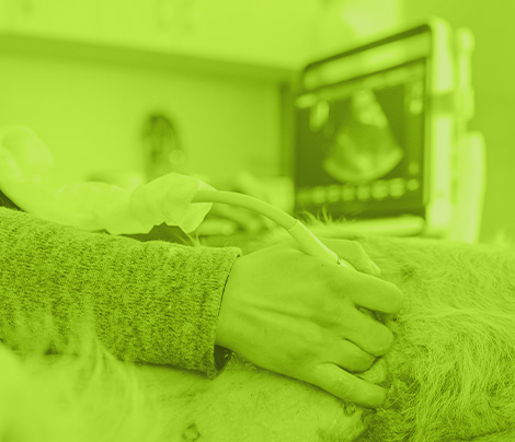 Ecografía abdominal de perros y gatos nivel básico-intermedio Bucaramanga