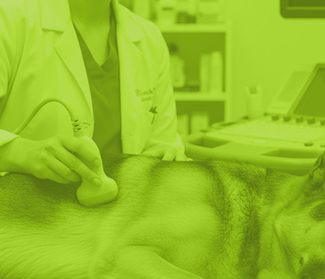 Ecografía abdominal de perros y gatos nivel básico intermedio