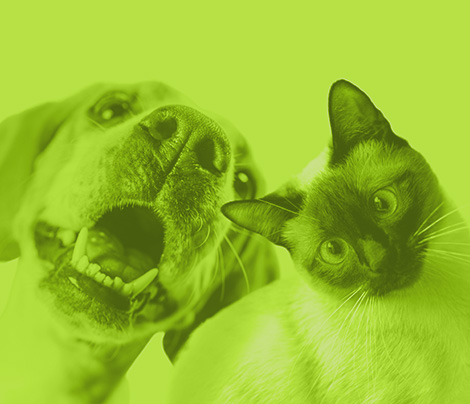 Comportamiento y Bienestar Animal Aplicados