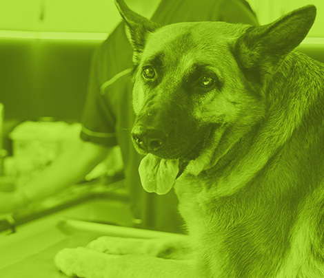 Inmersión práctica de medicina interna de pequeños animales