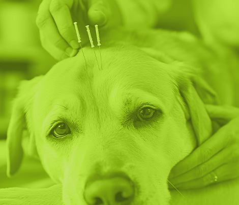 Acupuntura veterinaria aplicada a pequeños animales (caninos y felinos)