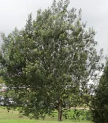 Acacia Negra