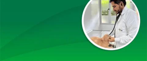 Inmersión práctica de medicina interna de pequeños animales