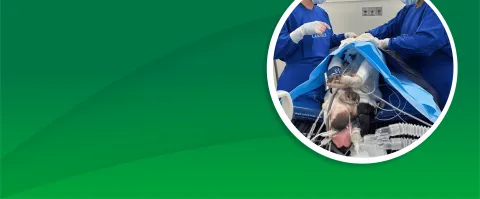 Inmersión práctica en Anestesiología Veterinaria para pequeños animales