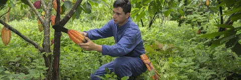 Investigación de ácaros en cultivos de Utopía