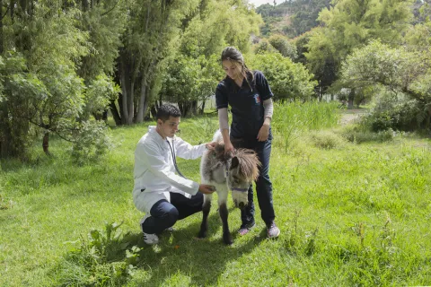 Clínica Veterinaria