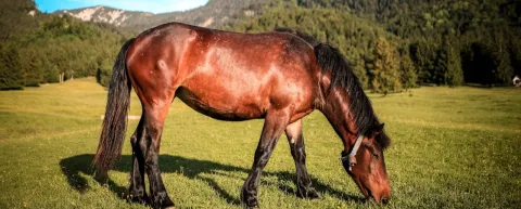 Especialistas Iberoamericanos se reúnen para debatir sobre el bienestar de los equinos