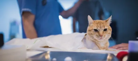 Avances en el Proyecto de Ley para la esterilización de gatos y perros en Colombia