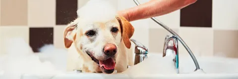 Claves para identificar el lugar adecuado para la atención de nuestras mascotas