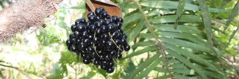 Potencial de la palma del corozo en el mercado colombiano