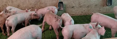 Patente mejora indicadores productivos en pollo y cerdo