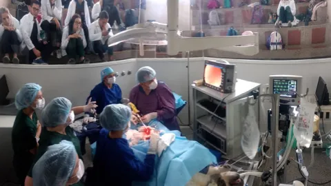 Conoce cómo es un día en el quirófano de la Clínica Veterinaria de la Universidad de La Salle