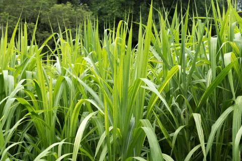 En Unisalle le apostamos a la reforestación