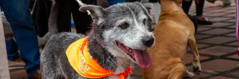 Segunda Feria Agropecuaria de Bienestar y Salud Animal