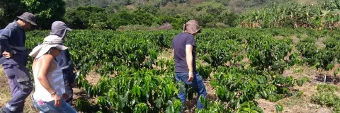 ¿Por qué es tan importante la agricultura de conservación?