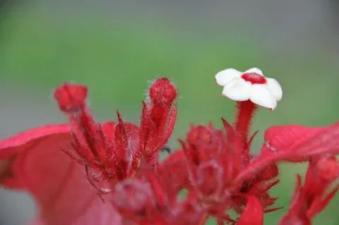 ¿Los Agroquímicos en los Cultivos de Flores Afectan la Salud de los Trabajadores?