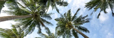 Alternativas sostenibles para el cultivo de palma de aceite