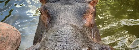 Minambiente presenta propuesta de plan de manejo control y erradicación de los hipopótamos
