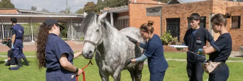 Día del Veterinario: compromiso y pasión profesional