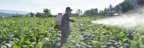 Tamaño de las pupilas podría revelar riesgos en trabajadores agrícolas