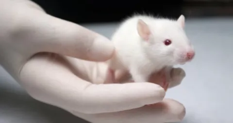 Testeo en animales por parte de la industria cosmética