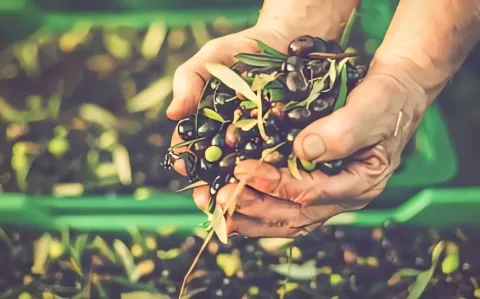La agricultura familiar y los retos de la seguridad y la soberanía alimentaria en Colombia