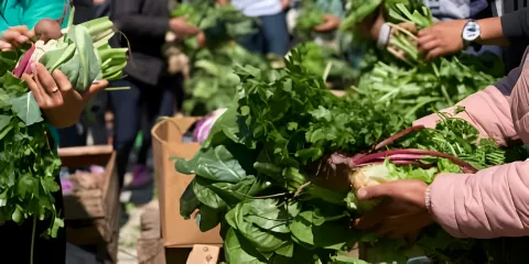 Bioinsumos y agroecología