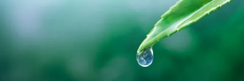El agua como elemento esencial para la vida