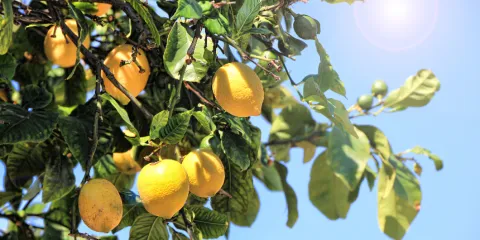 El catastro multipropósito y los derechos de propiedad: Un elemento fundamental del problema agrario en Colombia