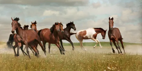 Club Equino