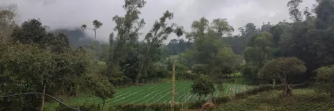 Política para mejorar la competitividad agropecuaria en Colombia