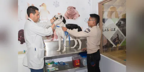 ¿Cómo debemos cuidar a nuestras mascotas?