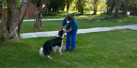 Aprobado Proyecto de Ley que crea el Programa Nacional de esterilización de gatos y perros
