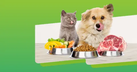 Especialización en nutrición de animales de compañía (virtual)