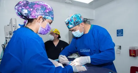 Dos veterinarios de La Salle realizando una cirugia de esterilización