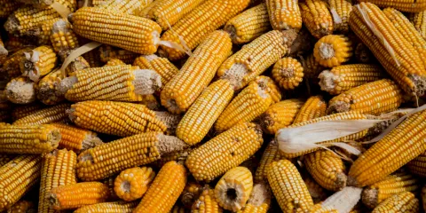 Un presidente para la sostenibilidad alimentaria