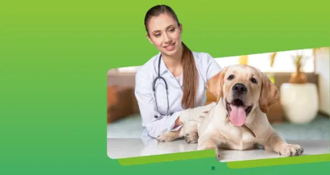 Maestría en Ciencias Veterinarias