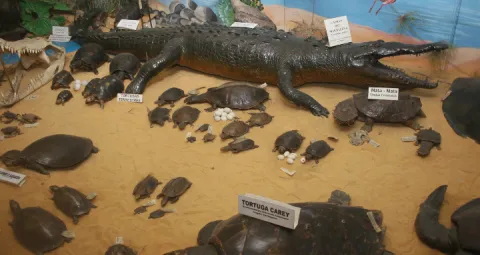 Exposición Museo