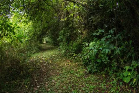 sendero ecológico