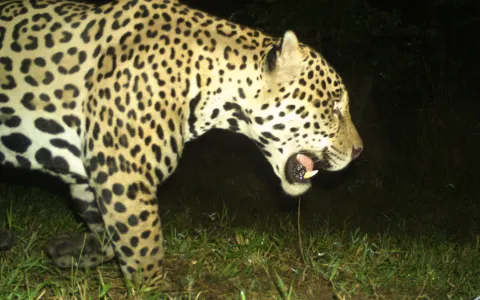 Jaguar en la Salle