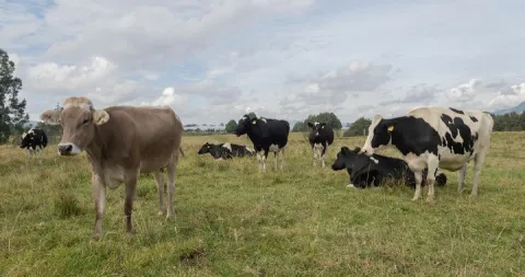 bienestar animal 