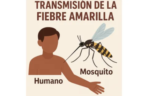 La fiebre amarilla es una enfermedad vírica aguda transmitida por la picadura de mosquitos.