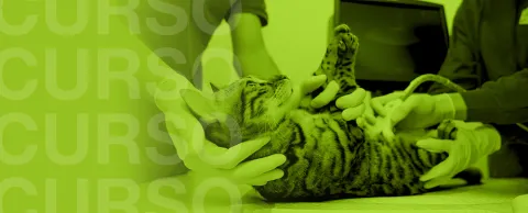 Veterinarios realizando una ecografía a un gato