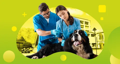 Banner Medicina Veterinaria