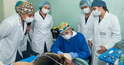 Veterinaria