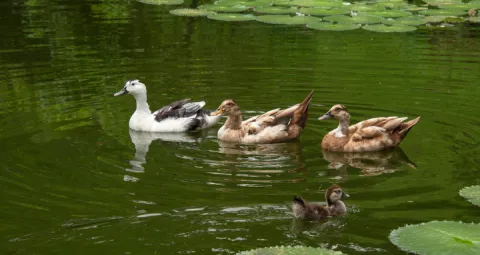 Pequeños_animales