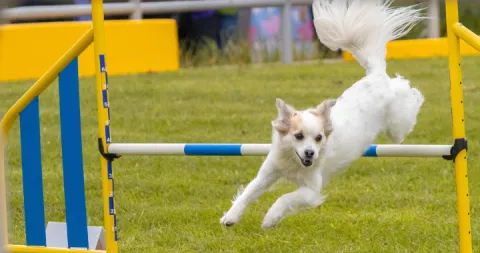 Festival canino